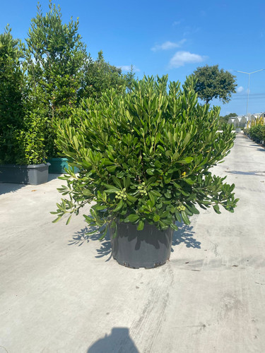 PİTTOSPORUM TOBİRA CLT 70.jpg