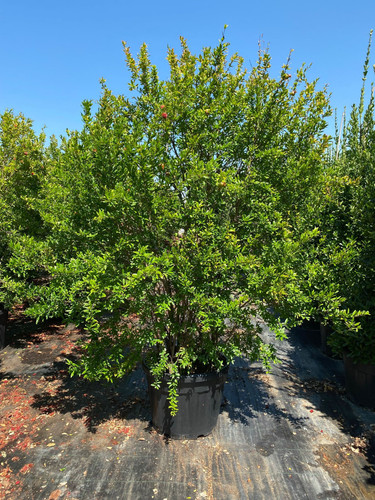 PUNİCA GRANATUM CLT 125.jpg