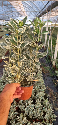 EUONYMUS JAPONİCA BRAVO CLT 1,5.jpg