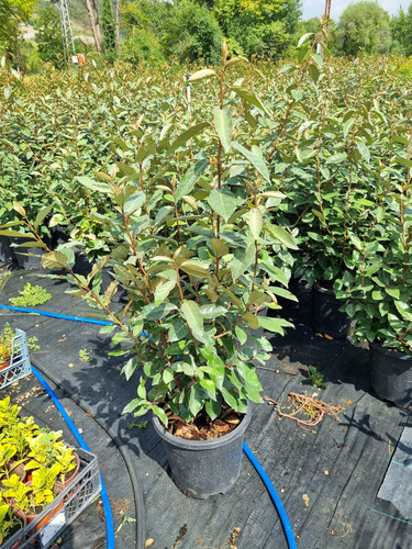 ELAEAGNUS EBBİNGEİ ANGUSTİFOLİA CLT 10,5.jpg