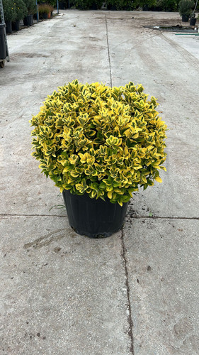 EUONYMUS JAPONİCA AUREA BALL CLT 35.jpg