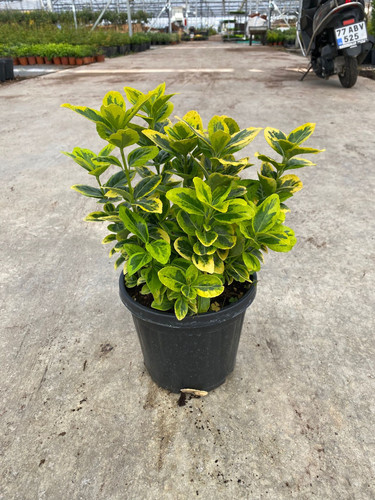 EUONYMUS JAPONİCA AUREA CLT 3.jpg