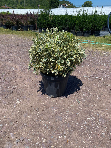 EUONYMUS JAPONİCA BRAVO CLT 12,5.jpg