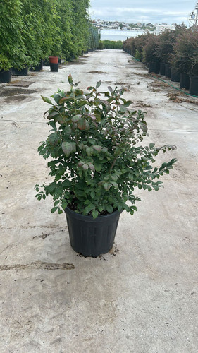 EUONYMUS ALATUS CLT 25.jpg