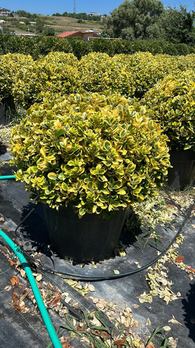 EUONYMUS JAPONİCA AUREA BALL CLT 90.jpg