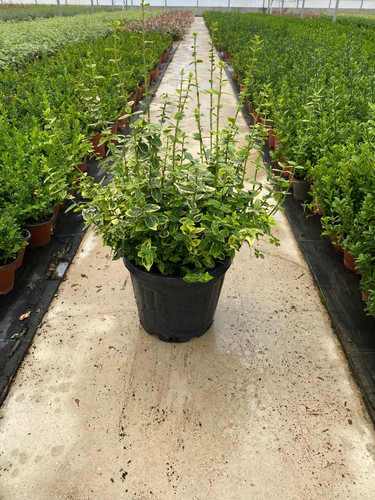 EUONYMUS FORTUNEİ EGO CLT 7.jpg