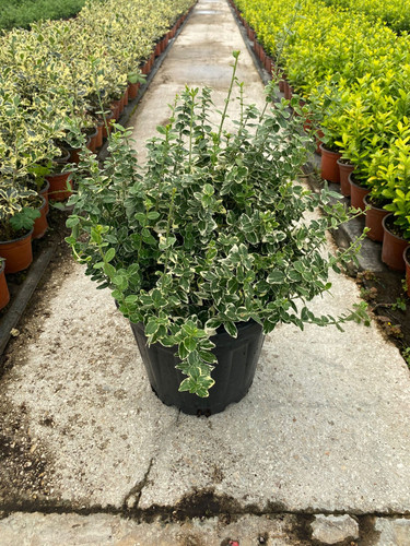 EUONYMUS FORTUNEİ EGA CLT 7.jpg