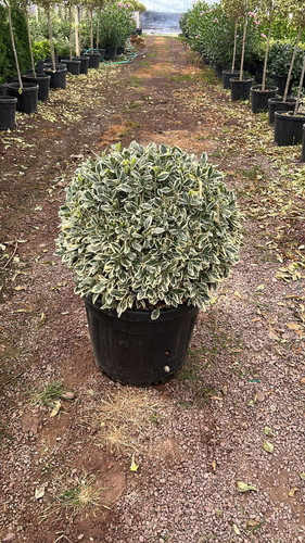 EUONYMUS JAPONİCA BRAVO BALL CLT 70.jpg