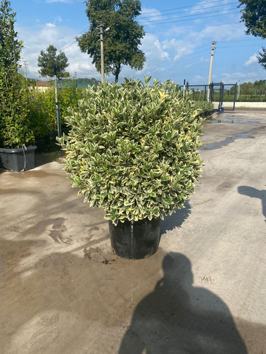 EUONYMUS JAPONİCA BRAVO CLT 35.jpg