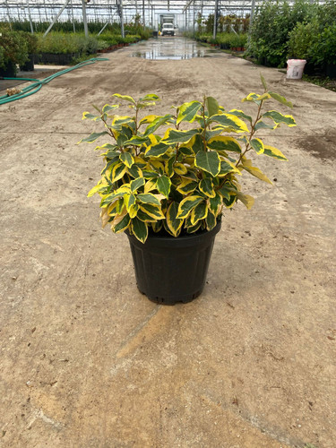 ELAEAGNUS EBBİNGEİ GİLT EDGE CLT 7.jpg