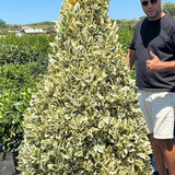 EUONYMUS JAPONİCA BRAVO PYRAMİDALİS CLT 90.jpg