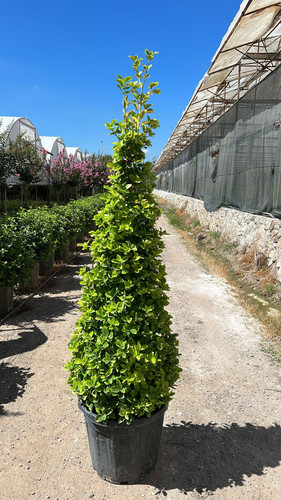 EUONYMUS JAPONİCA AUREA PYRAMİDALİS CLT 55.jpg