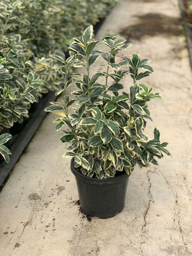 EUONYMUS JAPONİCA BRAVO CLT 3.jpg