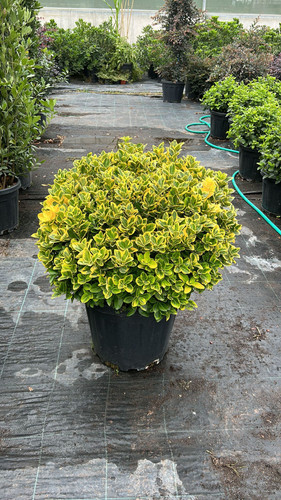 EUONYMUS JAPONİCA AUREA CLT 55.jpg