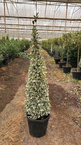 EUONYMUS JAPONİCA BRAVO PYRAMİDALİS CLT 25.jpg