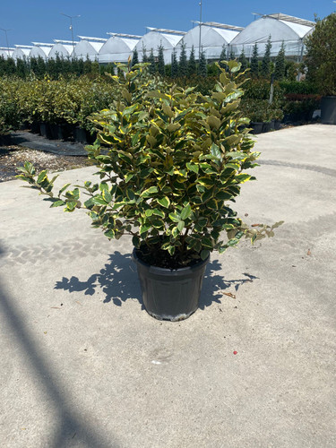 ELAEAGNUS EBBİNGEİ GİLT EDGE CLT 12,5.jpg