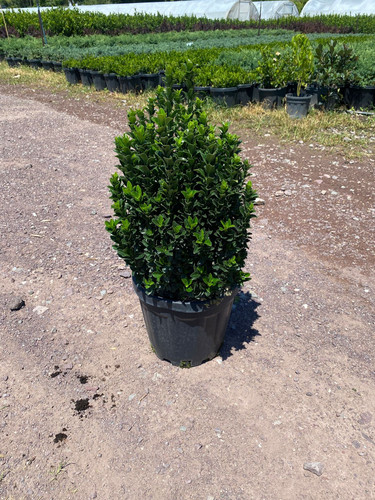 EUONYMUS JAPONİCA GREEN SPİRE CLT 7.jpg