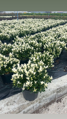 EUONYMUS JAPONİCA PS. CLT 7.5.jpg