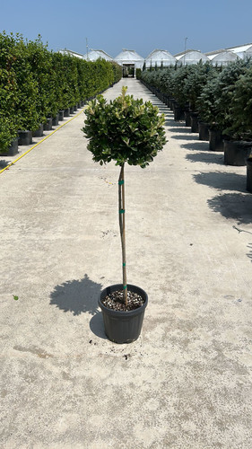 EUONYMUS JAPONİCA PS. HALF TİGE CLT 12,5.jpg