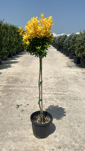 EUONYMUS JAPONİCA GOLD COMPACTA HALF TİGE CLT 12,5.jpg