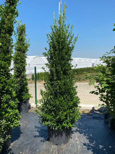 EUONYMUS JAPONİCA CLT 90.jpg