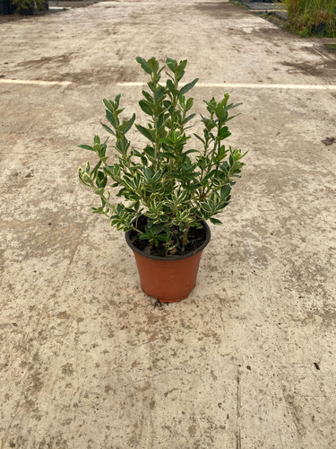 EUONYMUS JAPONİCA SUSAN CLT 1,5.jpg