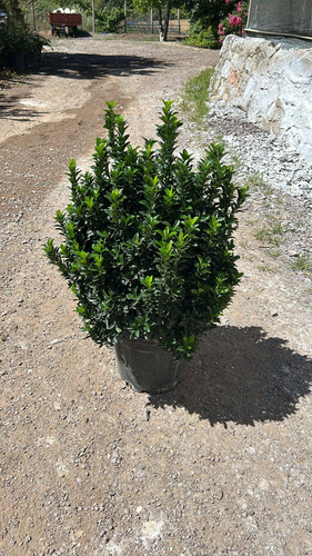 EUONYMUS JAPONİCA GREEN SPİRE CLT 12,5.jpg