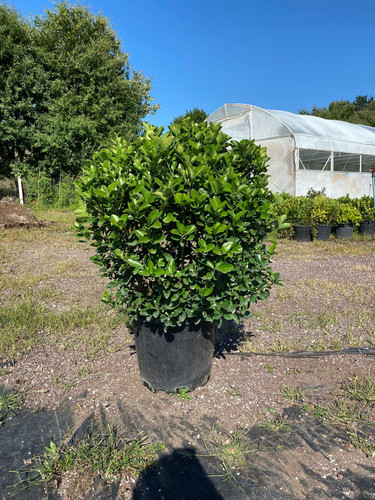 EUONYMUS JAPONİCA CLT 36,5.jpg