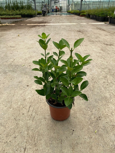 EUONYMUS JAPONİCA CLT 1,5.jpg