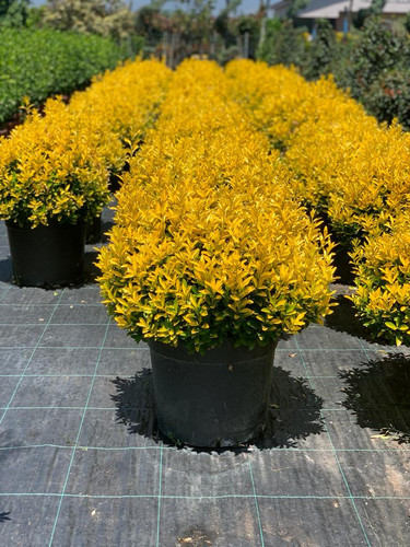 EUONYMUS JAPONİCA GOLD COMPACTA CLT 35.jpg
