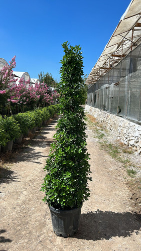 EUONYMUS JAPONİCA CLT 55.jpg