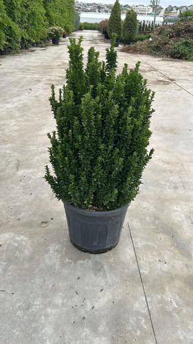 EUONYMUS JAPONİCA GREEN SPİRE CLT 35.jpg