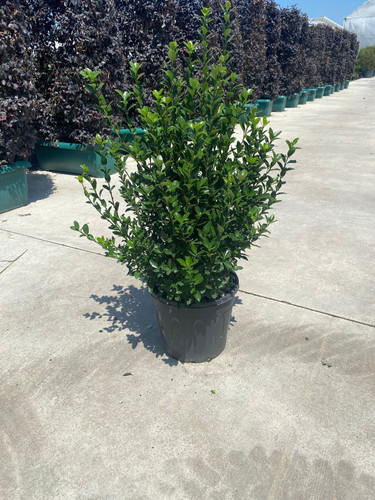 EUONYMUS JAPONİCA SPP. CLT 15.jpg