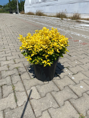 EUONYMUS JAPONİCA GOLD COMPACTA CLT 12,5(1).jpg