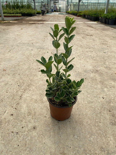 EUONYMUS JAPONİCA K. CLT 1,5.jpg