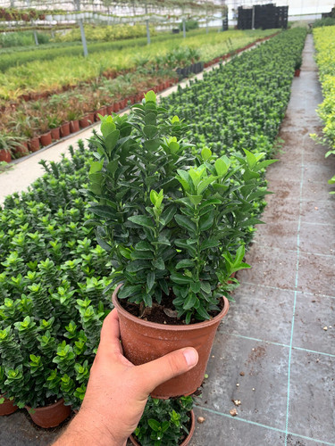 EUONYMUS JAPONİCA GREEN SPİRE CLT 1,5.jpg