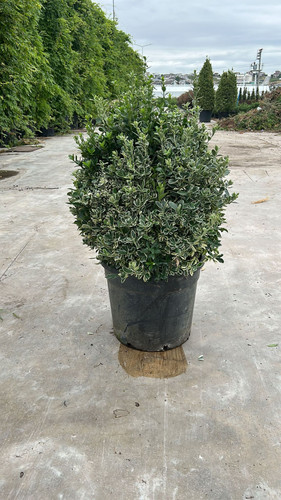 EUONYMUS JAPONİCA SUSAN CLT 35.jpg