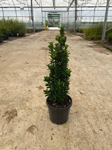 EUONYMUS JAPONİCA GREEN SPİRE CLT 3.jpg
