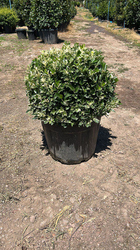 EUONYMUS JAPONİCA PS. CLT 35.jpg