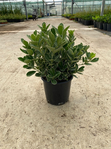 EUONYMUS JAPONİCA K. CLT 3.jpg