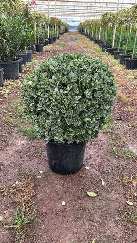 EUONYMUS JAPONİCA K. CLT 35.jpg