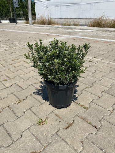 EUONYMUS JAPONİCA SUSAN CLT 7.jpg