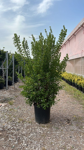 EUONYMUS JAPONİCA CLT 55.jpg