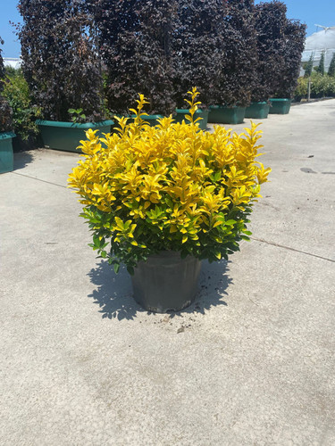 EUONYMUS JAPONİCA GOLD COMPACTA CLT 12,5.jpg