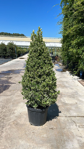 EUONYMUS JAPONİCA K. PYRAMİDAL CLT 55.jpg