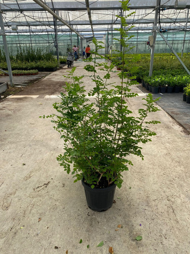 TECOMARİA CAPENSİS CLT 12,5.jpg