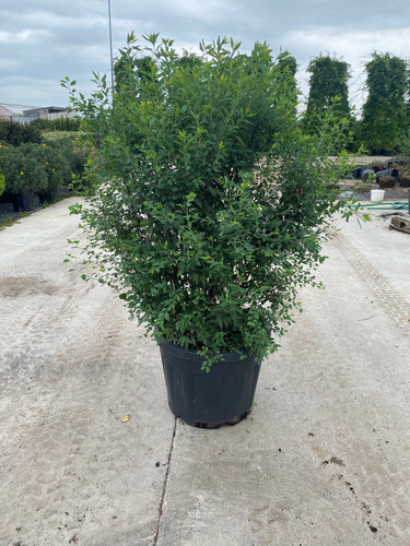 SPİREA VANHOTTUİ CLT 90.jpg