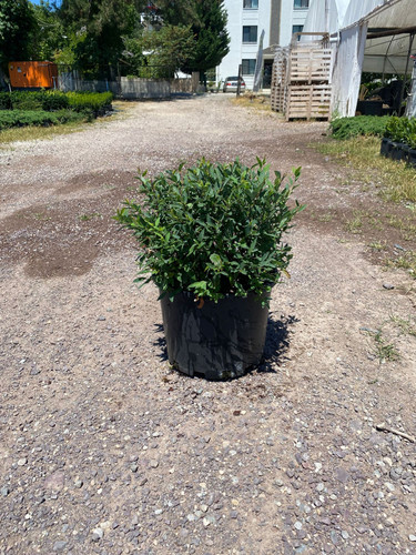 SPİREA VANHOTTUİ CLT 15.jpg