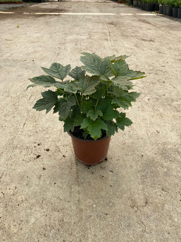 VİBURNUM OPULUS NANA CLT 1,5.jpg