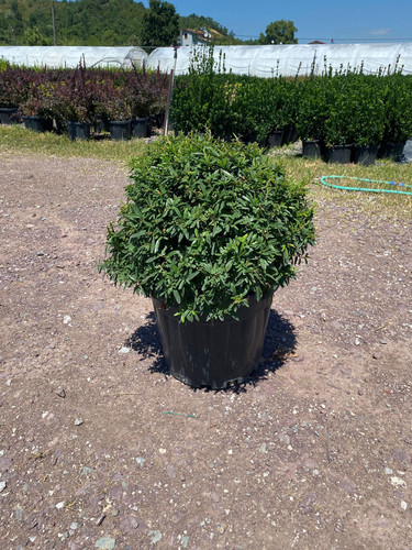 PYRACANTHA COCCİNEA NANA CLT 35.jpg